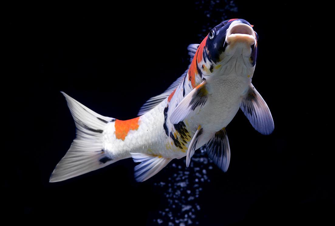 Les variétés de carpes Koï BioAqua Les variétés de carpes Koï BioAqua